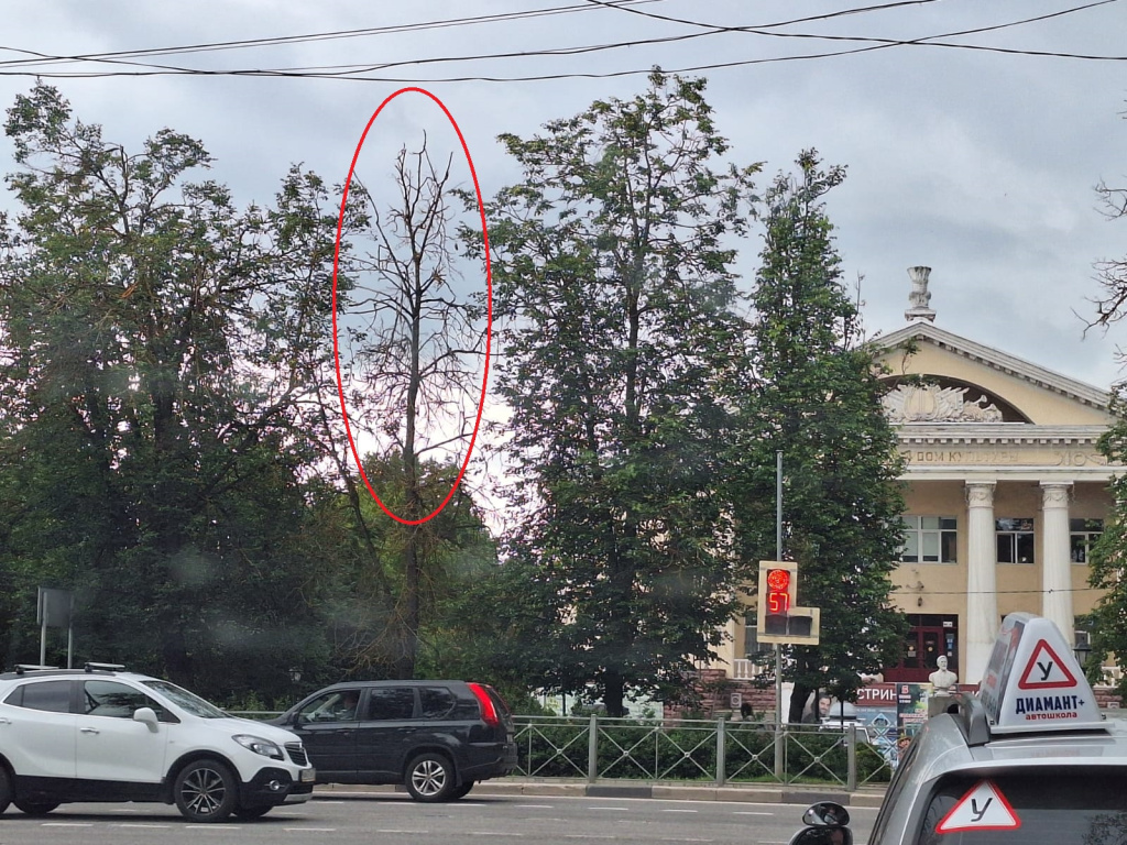 сухостой.jpg сухостой.jpg