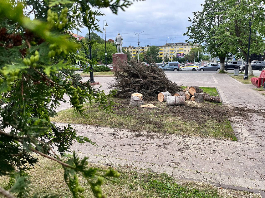 Гирлянды — в щепки: в Истре пилят украшенные к Новому году деревья